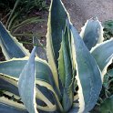 Agave americana 'Variegata'